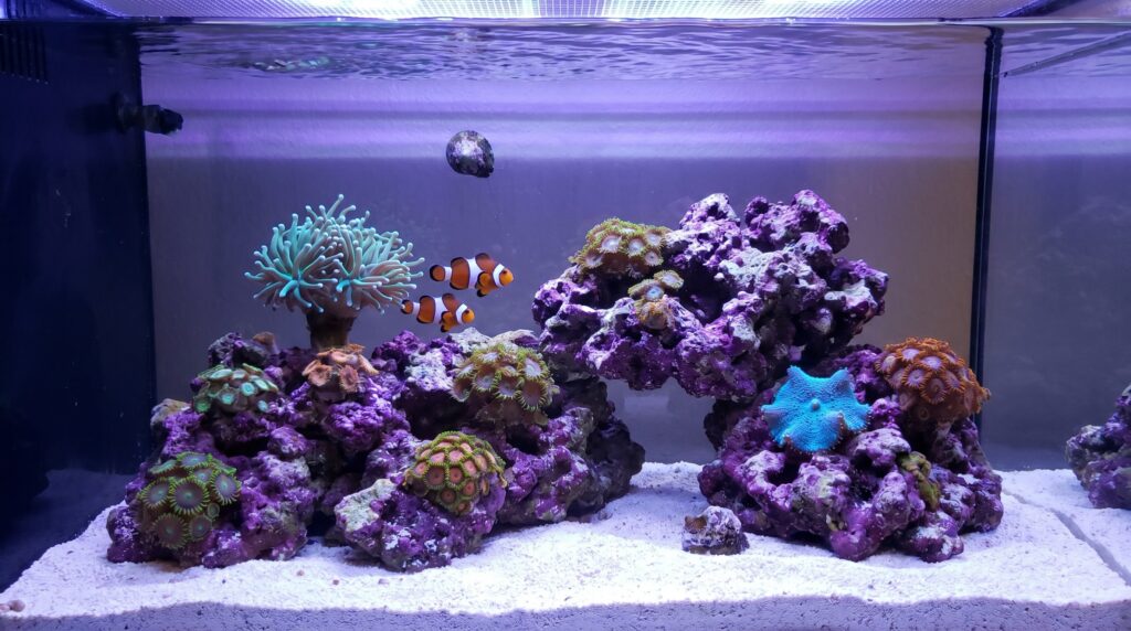 Mature 20-gallon reef tank stocked with clownfish, hammer coral, and zoanthids after six months