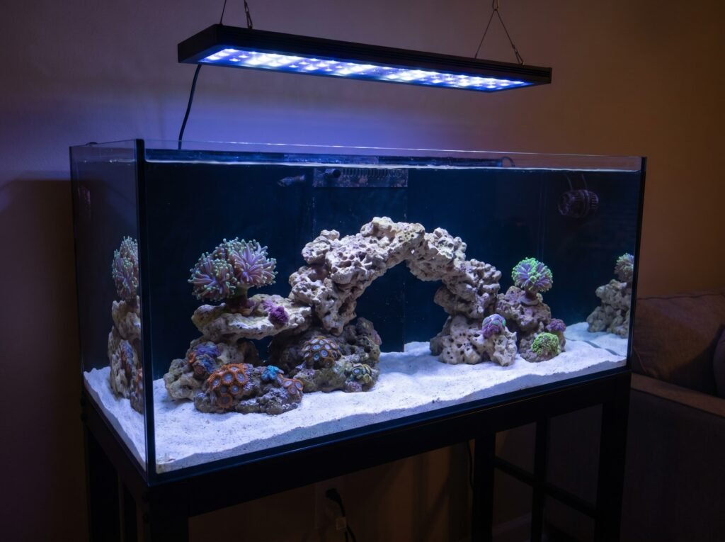 40-gallon breeder reef tank showing open aquascape with LPS corals and white sand