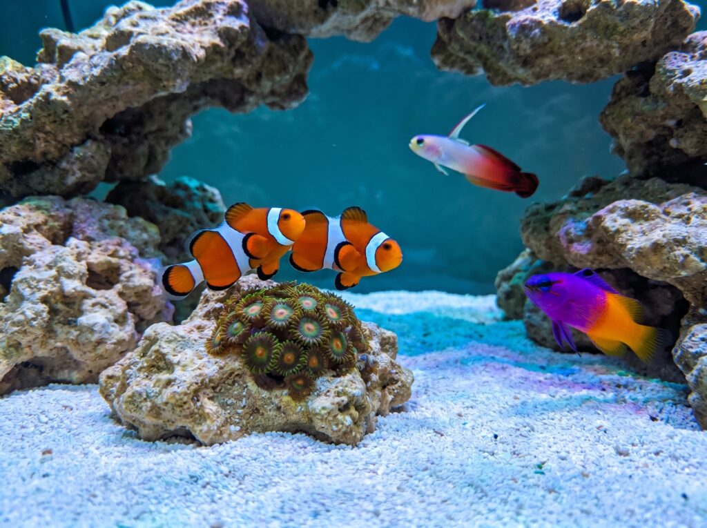clownfish pair with royal gramma and firefish in a 40-gallon breeder reef tank