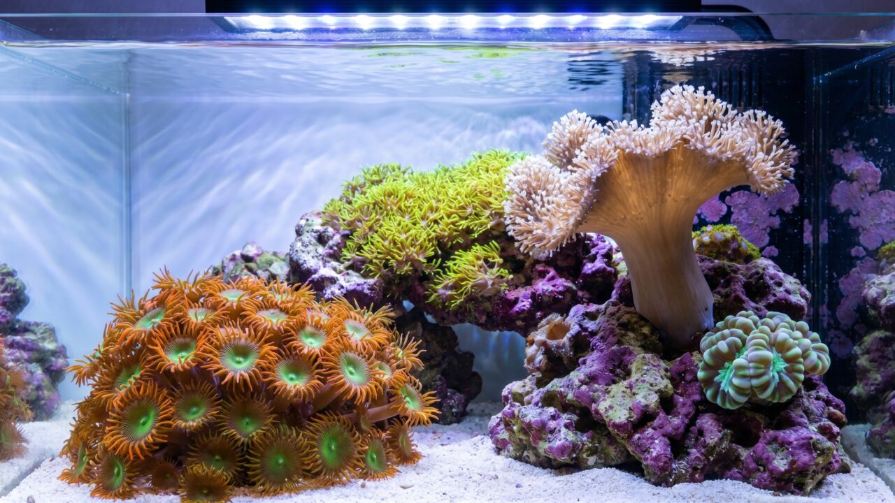 A reef aquarium showing healthy beginner corals including zoanthids, toadstool leather, and candy cane together on live rock