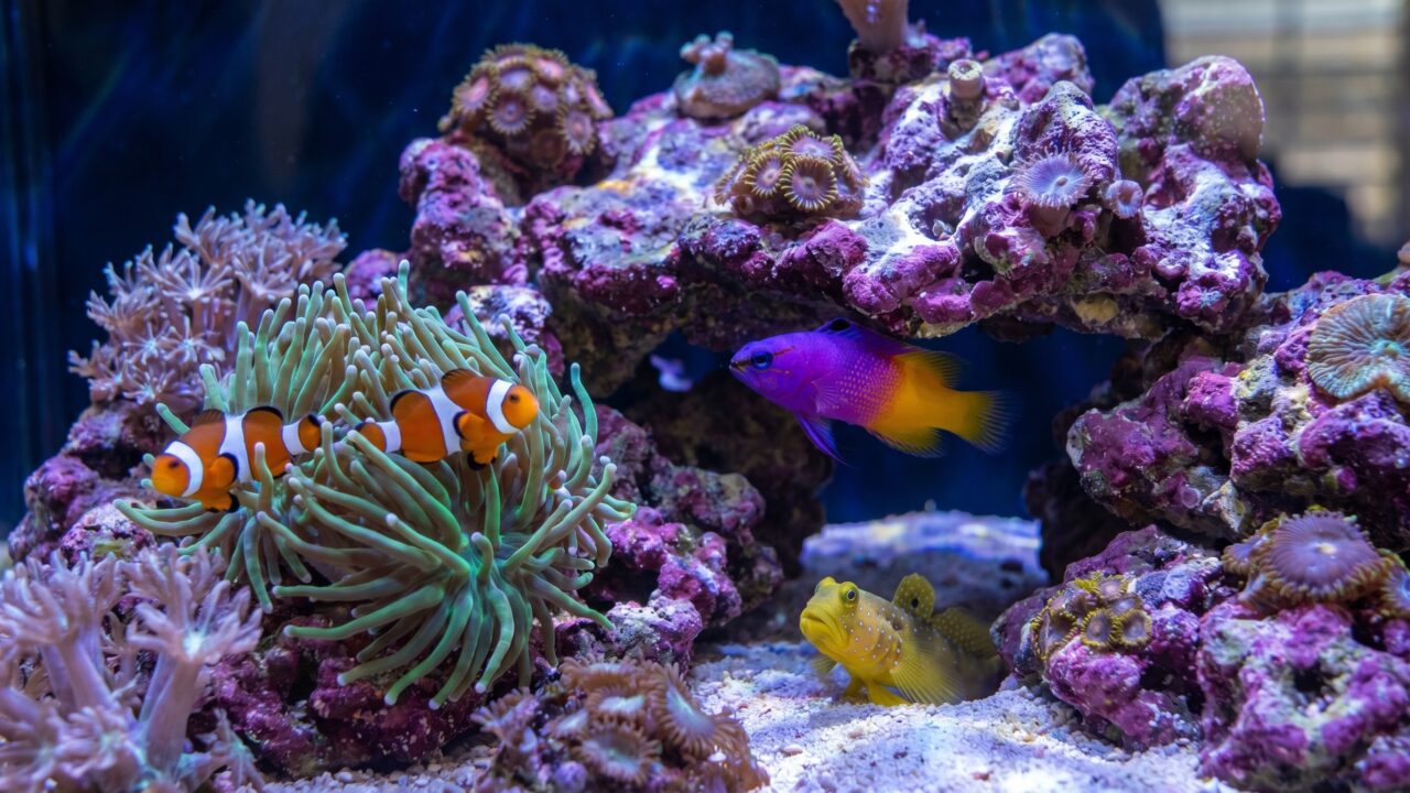 Beginner reef tank with clownfish, royal gramma, and yellow watchman goby