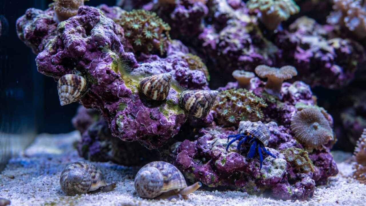 Trochus snails and a blue-legged hermit crab grazing on coralline-covered live rock in a reef tank