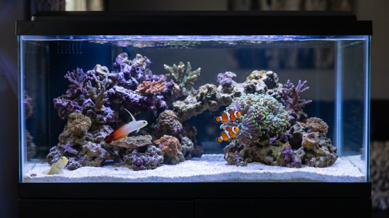 two ocellaris clownfish and a firefish goby in a stocked 20-gallon reef tank