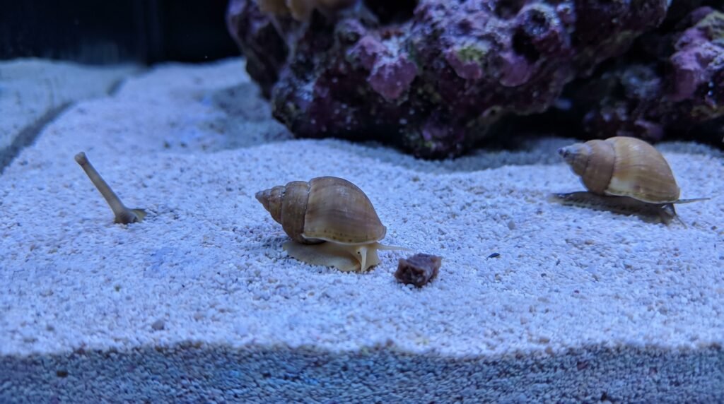Three nassarius snails emerging from reef tank sand bed to scavenge detritus