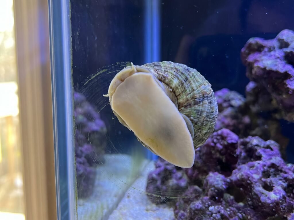 Turbo snail pressing its foot flat against aquarium glass to graze film algae
