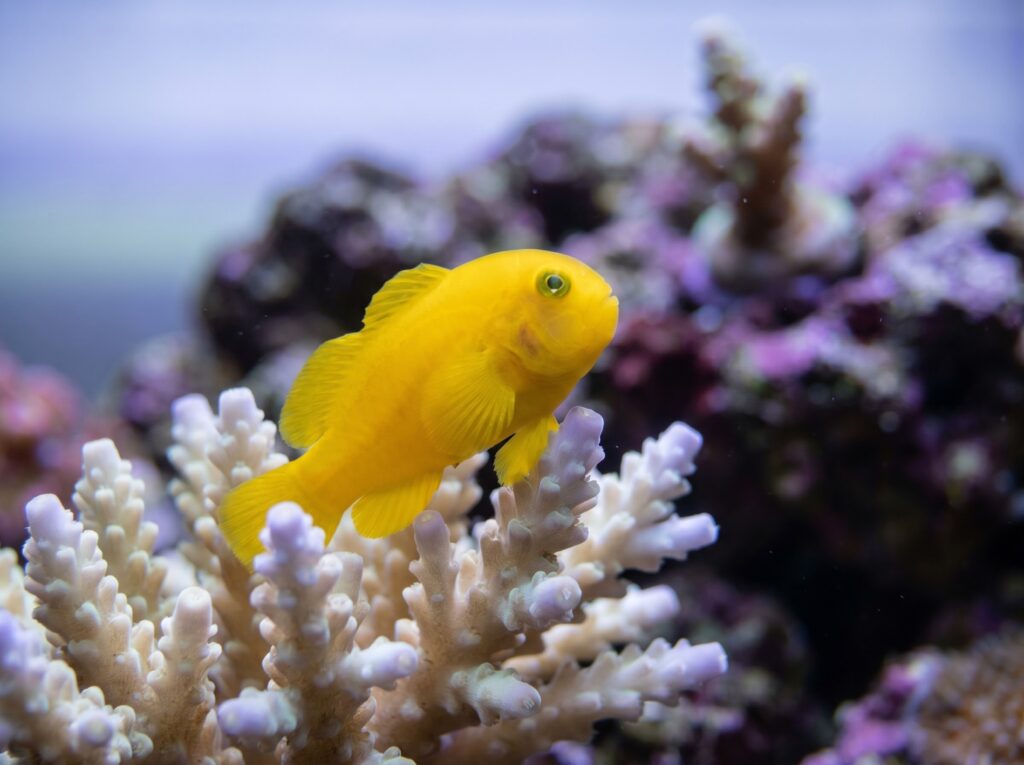 Yellow clown goby perched sideways on Acropora coral branches in a reef aquarium