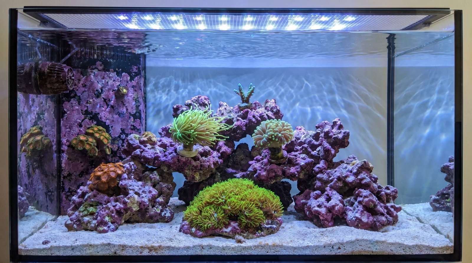Corals