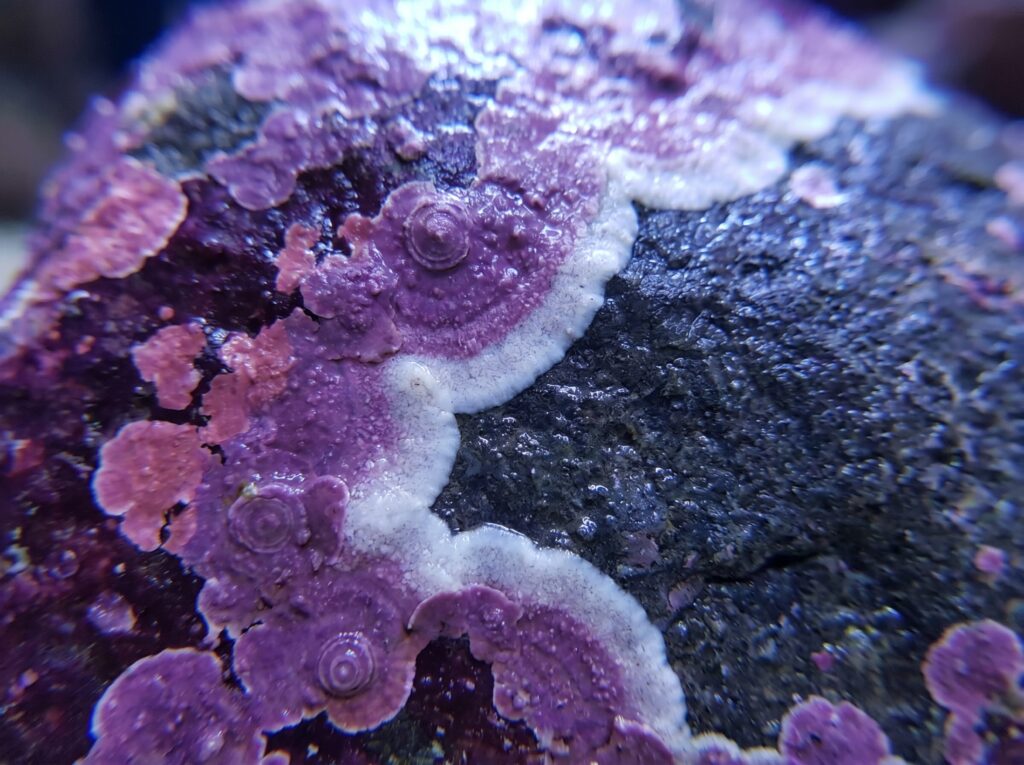 extreme closeup of crustose coralline algae spreading across bare reef aquarium rock
