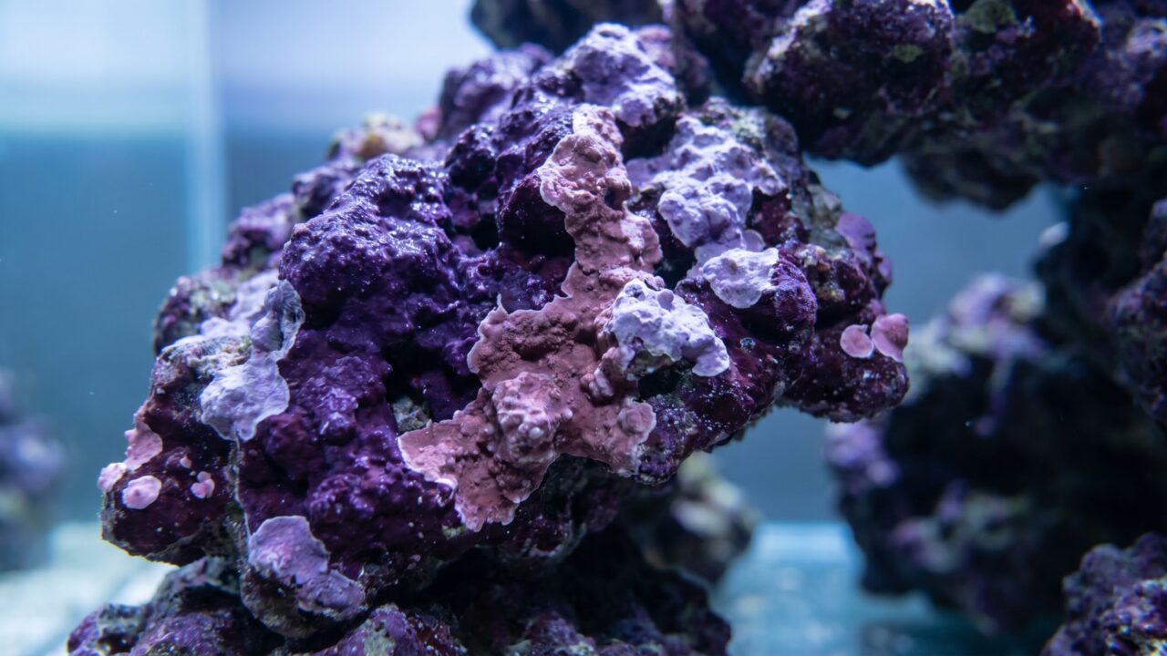live reef aquarium rock densely encrusted with purple and pink coralline algae