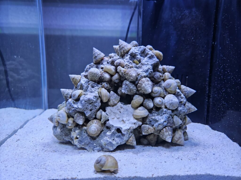 Too many snails crowded on bare clean rock showing signs of starvation in a reef tank