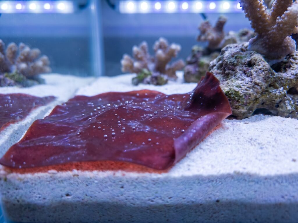 Red-burgundy cyanobacteria mat spreading across reef aquarium sandbed