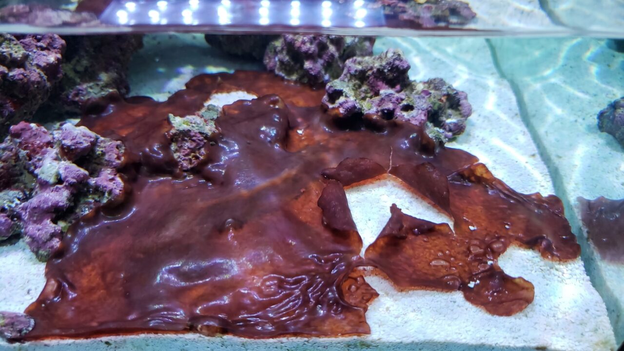 Red-maroon cyanobacteria mat spreading across white reef tank sandbed