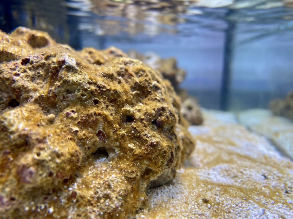 Golden-brown diatom film covering live rock surface in a new reef tank