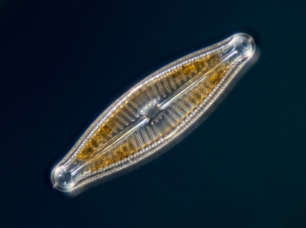 single pennate diatom with intricate silica frustule valves under high magnification