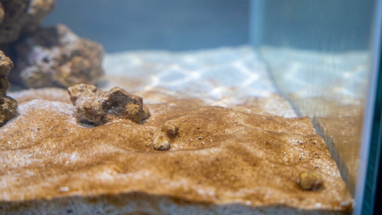 dusty brown diatom film coating the sandbed and rock in a new reef tank