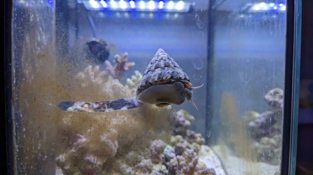 Trochus snail scraping a clean path through brown diatom film on aquarium glass