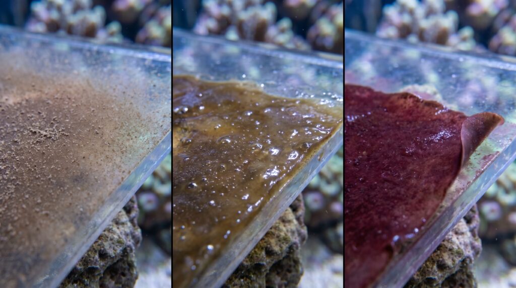 three common new tank organisms compared: diatoms, dinoflagellates, and cyanobacteria textures side by side