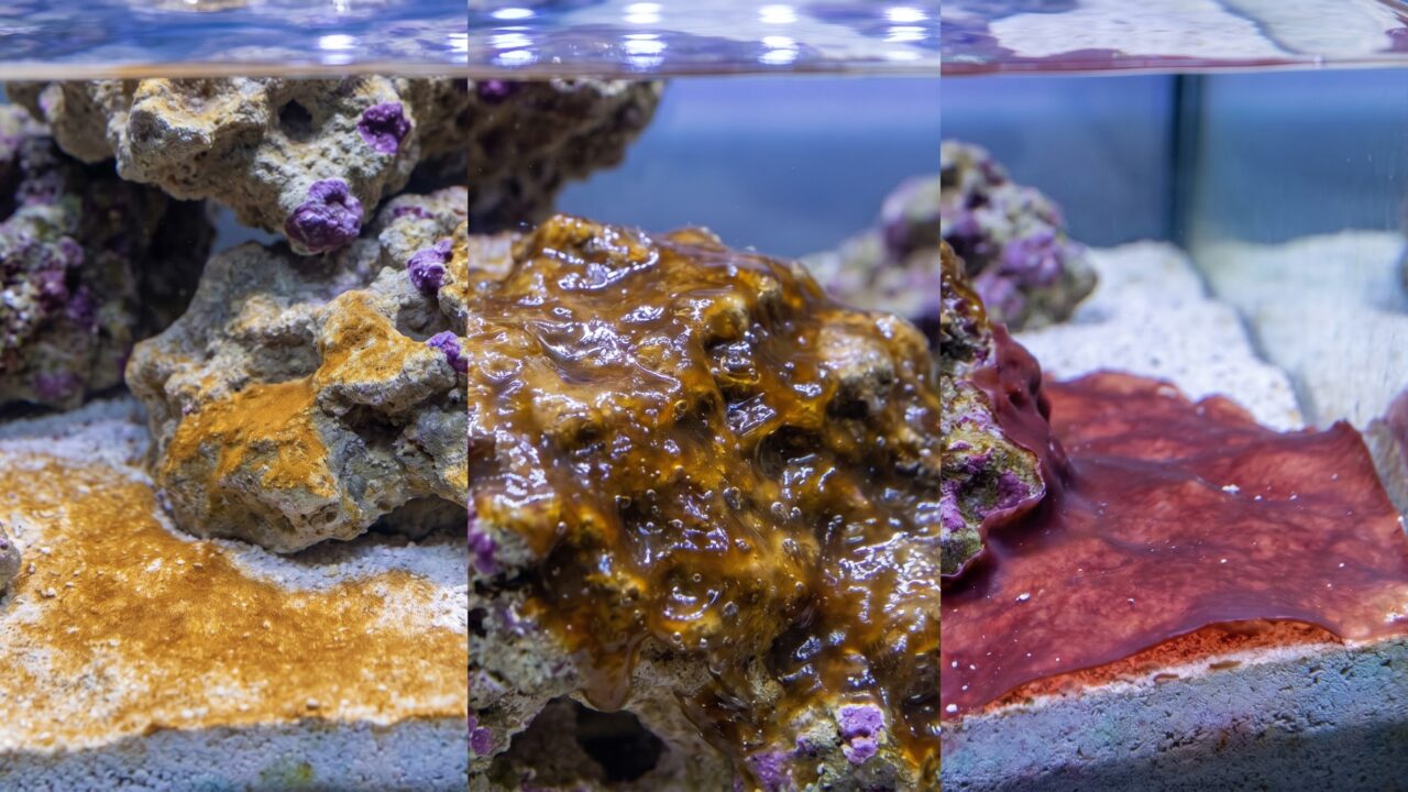 Side-by-side comparison of diatom film, dinoflagellate slime, and cyanobacteria mat on reef rock