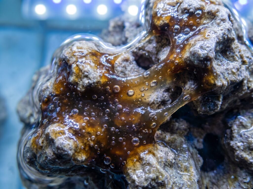Dinoflagellate slime with trapped oxygen bubbles on reef rock surface