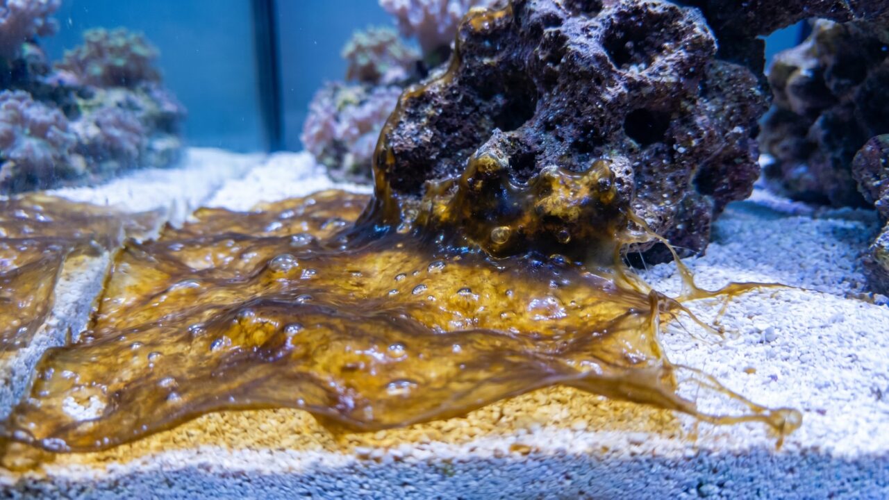 golden-brown dinoflagellate mat with trapped gas bubbles on reef tank sandbed