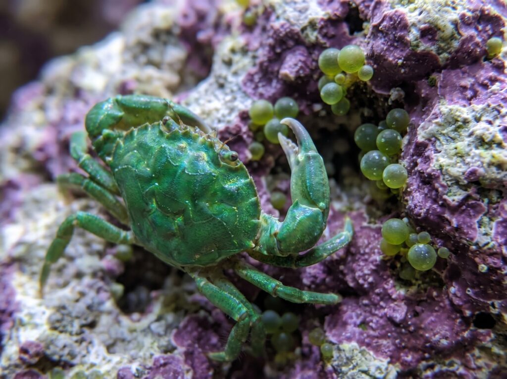 Emerald crab on live rock next to bubble algae Valonia spheres in a reef aquarium