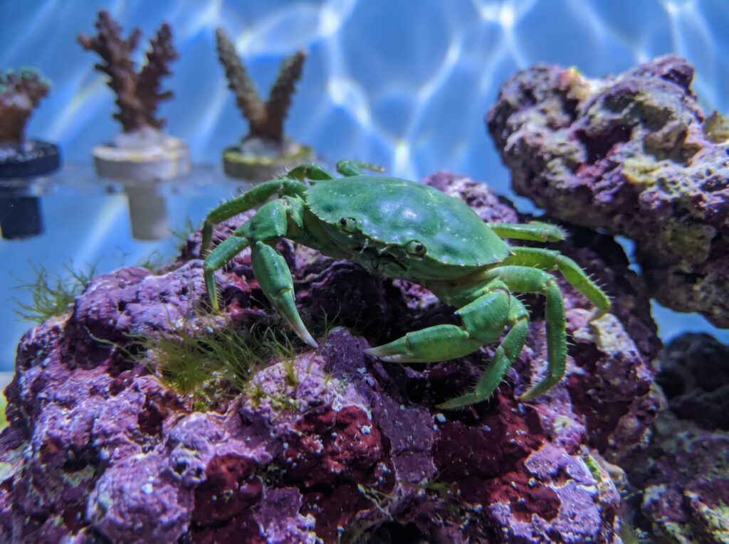 Emerald crab Mithraculus sculptus on coralline live rock in a saltwater reef tank
