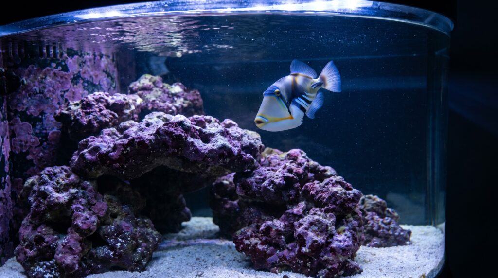 Triggerfish swimming among coralline-covered live rock in a FOWLR predator tank