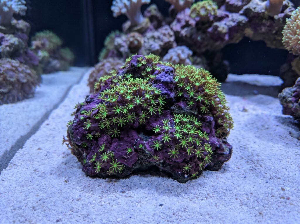 Green star polyps growing on an isolated rock surrounded by a sand moat in a reef tank