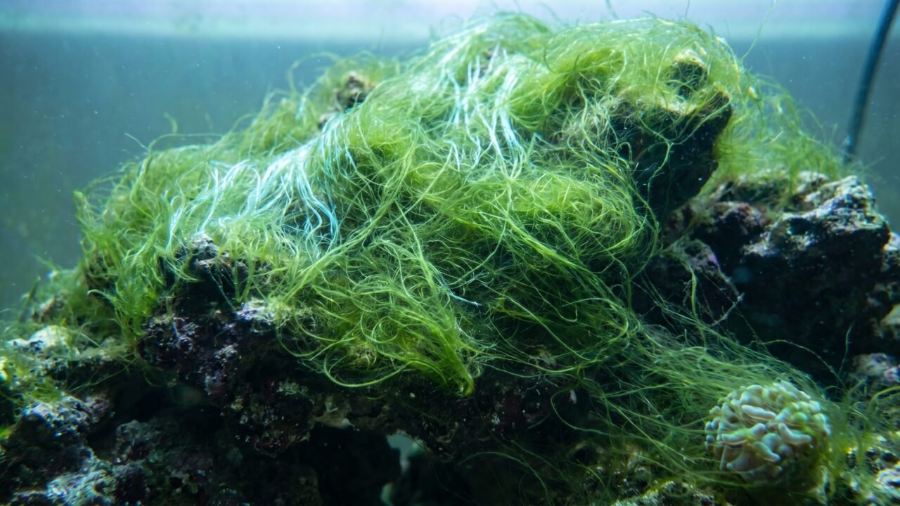 Dense green hair algae covering live rock in a reef tank