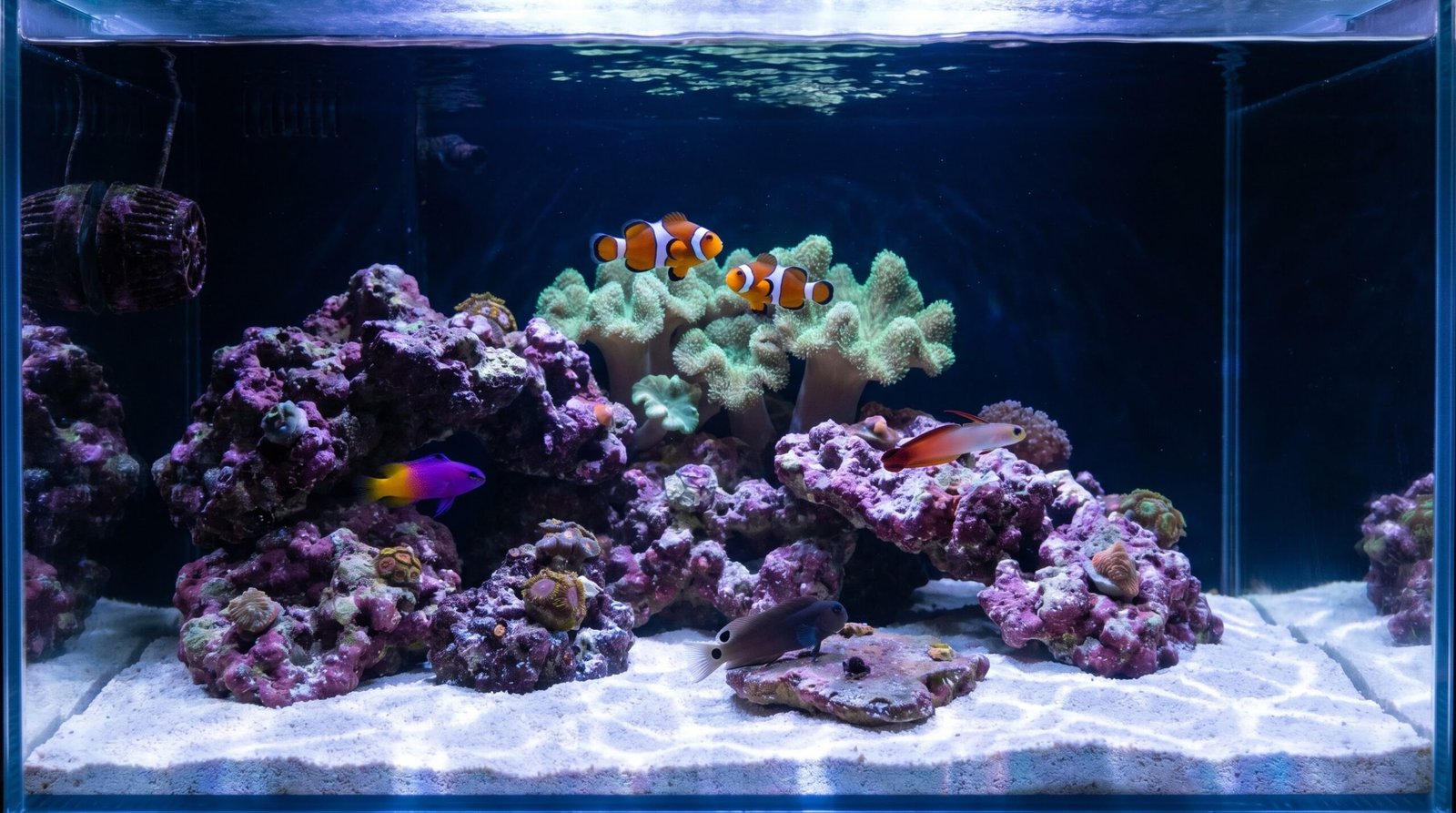 five reef fish occupying separate zones in a 40-gallon reef aquarium showing correct stocking