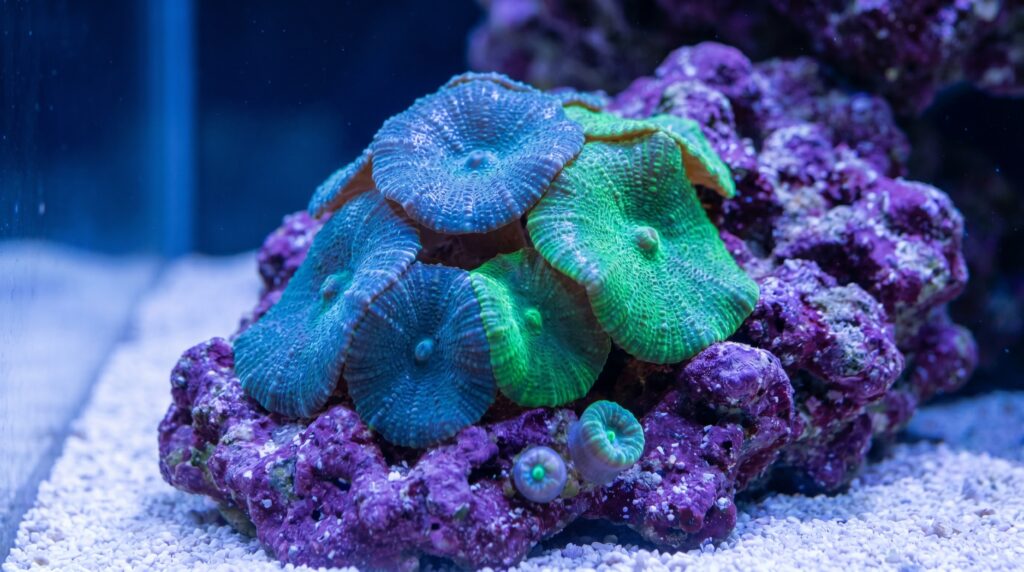 Close-up of Discosoma mushroom coral polyps in teal and blue on coralline-covered live rock