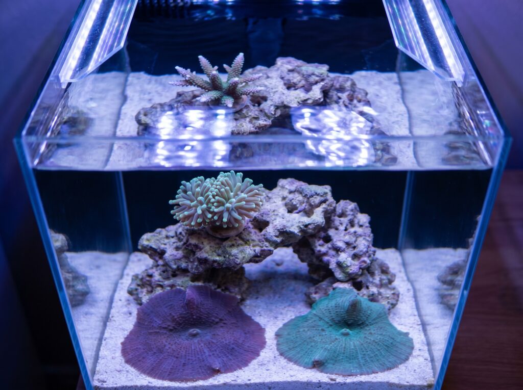 nano reef tank cross-section showing coral placement at three different PAR depth levels