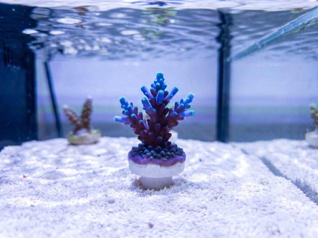 Acropora SPS frag on frag plug under high-PAR blue LED light in a nano reef