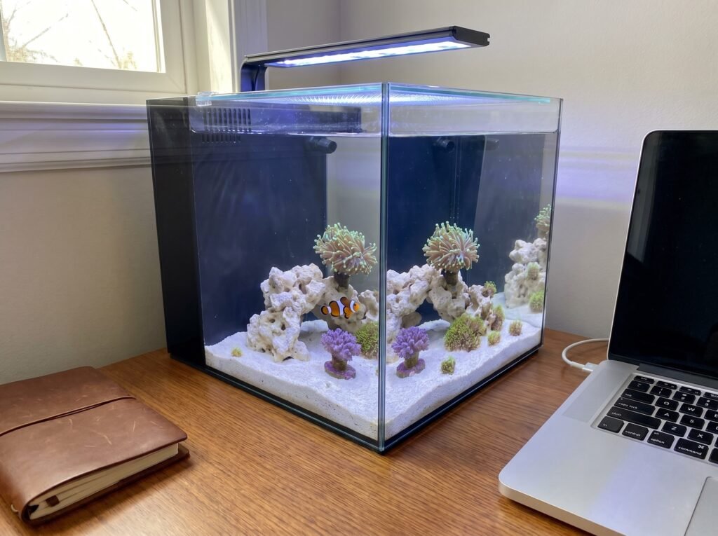 Small nano reef AIO tank on a home office desk with clownfish and LPS corals