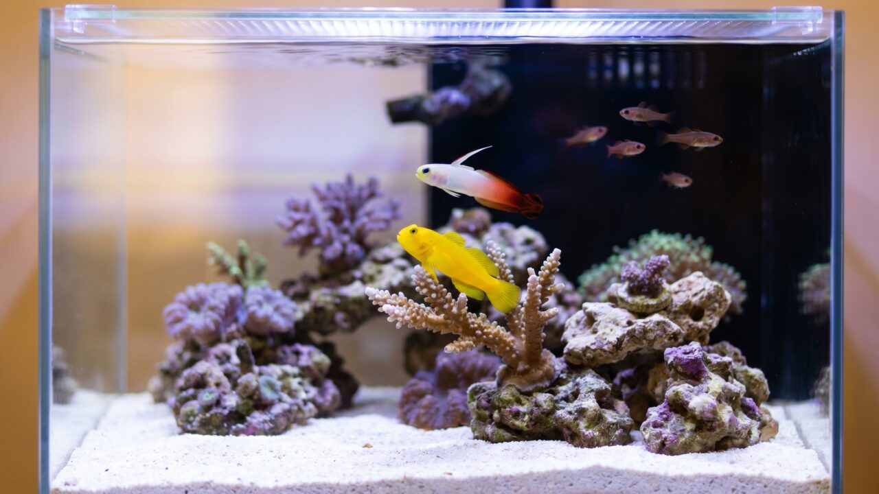 Yellow clown goby perched on Acropora coral frag in a small nano reef aquarium
