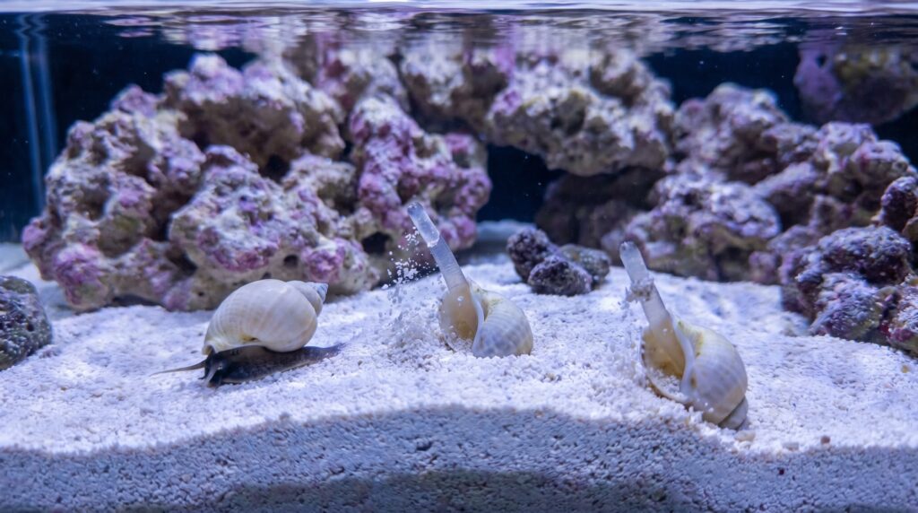 Nassarius snails emerging from reef aquarium sand bed to scavenge