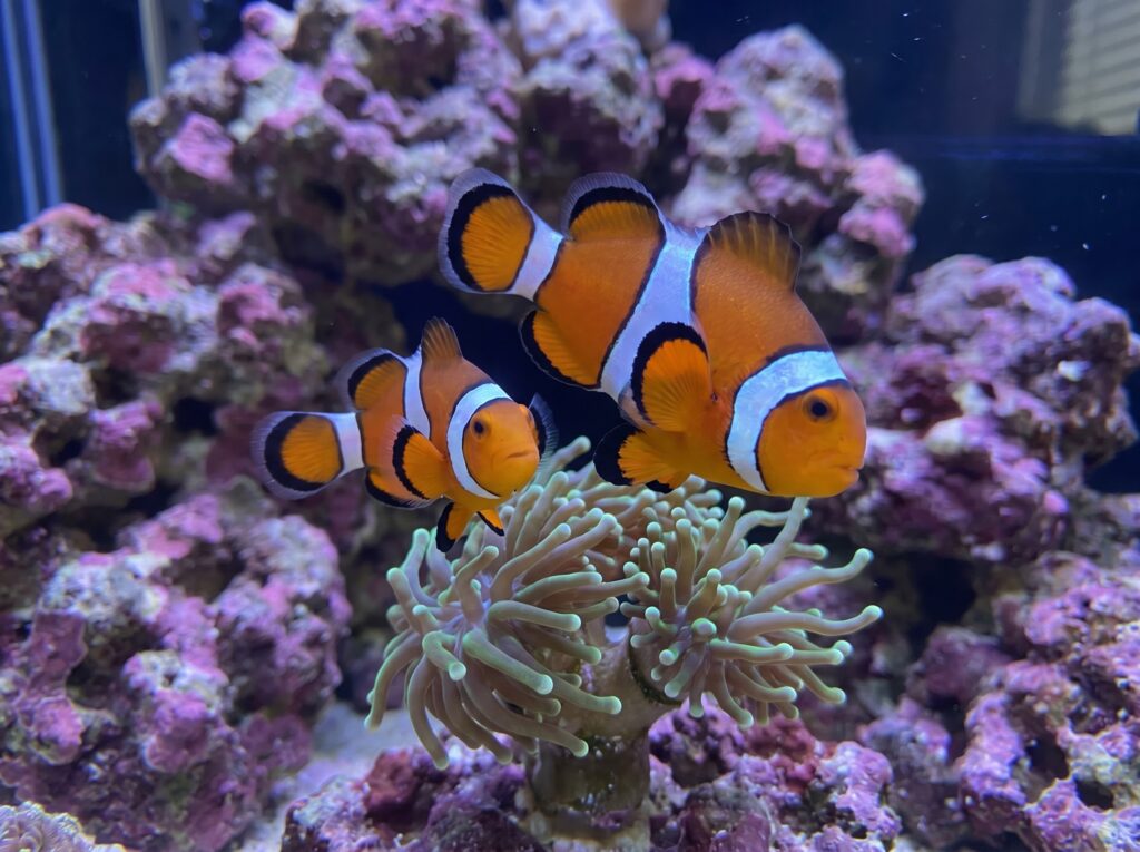 captive-bred ocellaris clownfish pair hosting in a hammer coral in a reef tank