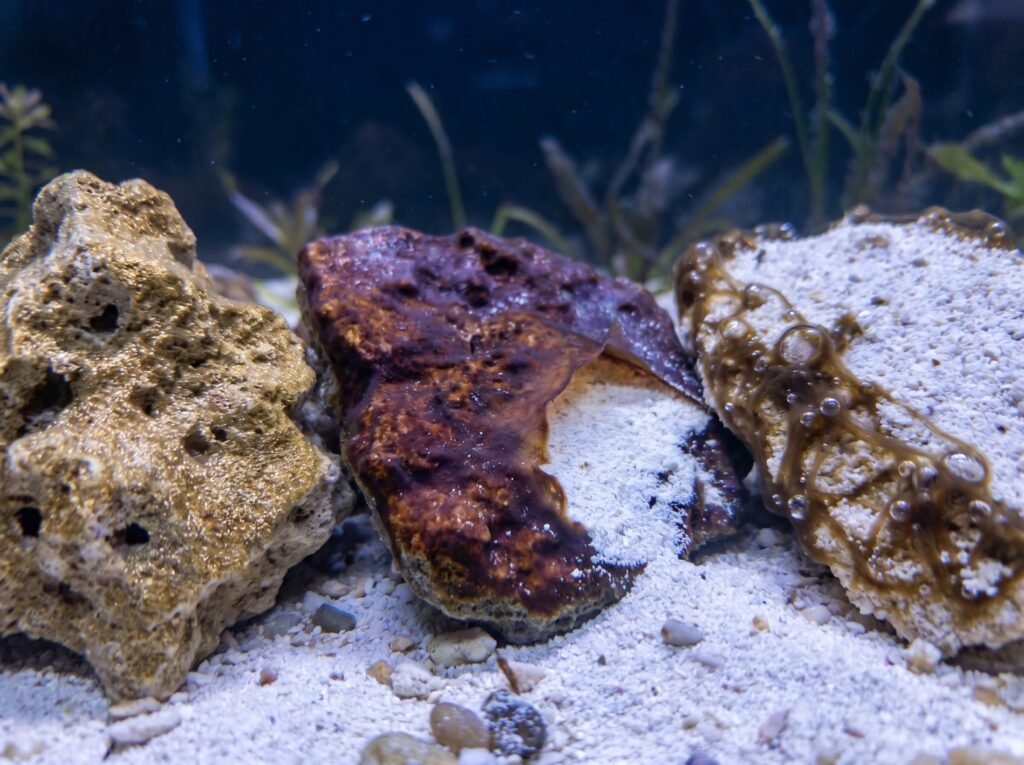 close-up comparison of diatoms, cyanobacteria, and dinoflagellates on reef tank substrate
