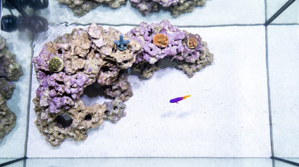 overhead view of reef tank showing open sand negative space alongside rock structure