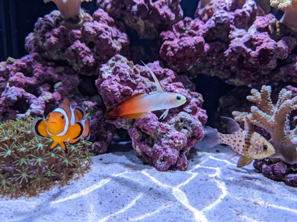 Ocellaris clownfish, firefish goby, and pajama cardinalfish in a reef aquarium