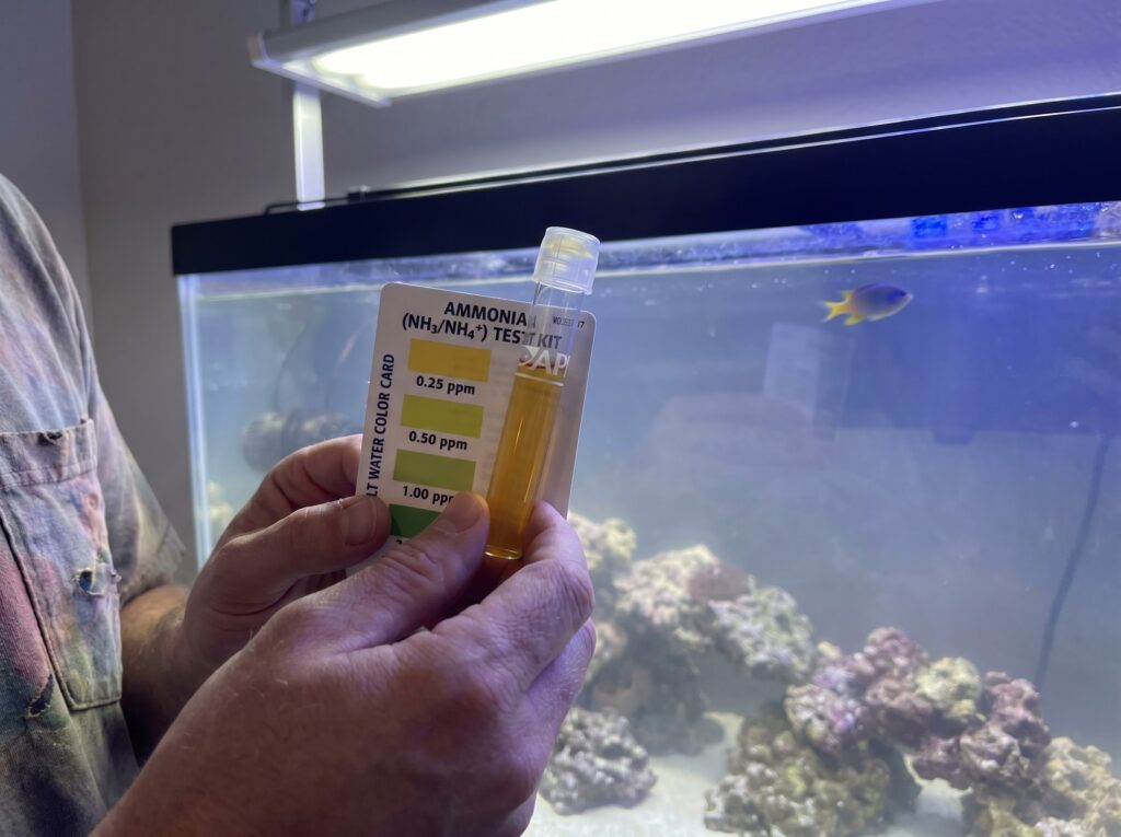 ammonia test tube showing dangerous spike in a newly stocked reef tank