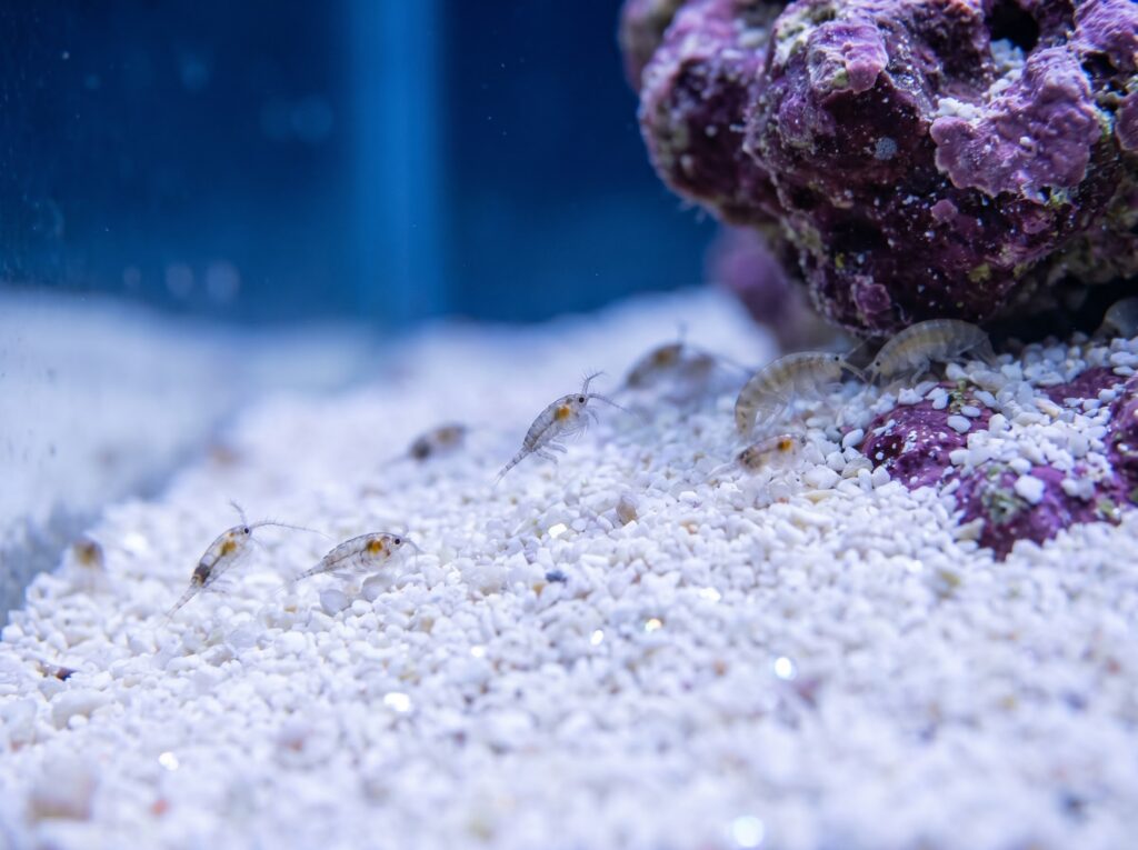 copepods visible on clean reef tank sandbed demonstrating healthy biodiversity