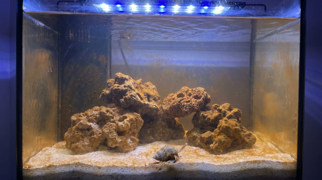 New 20-gallon reef tank during cycling showing normal brown diatom film on rock and sand
