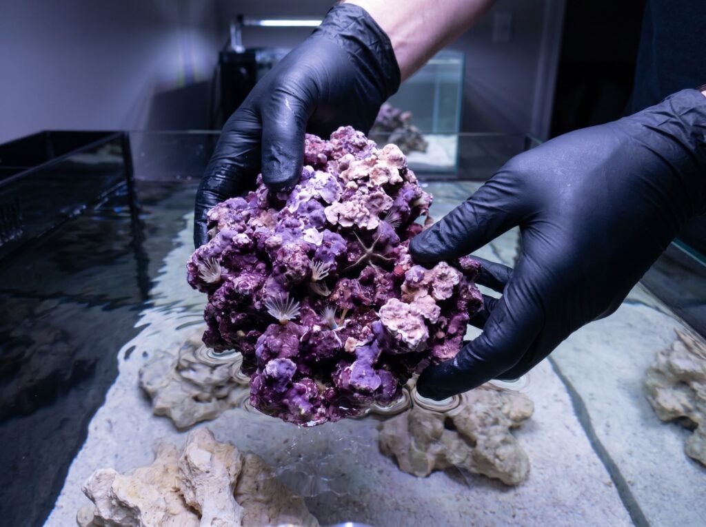 Coralline-covered live rock being added to a new reef tank to seed the nitrogen cycle