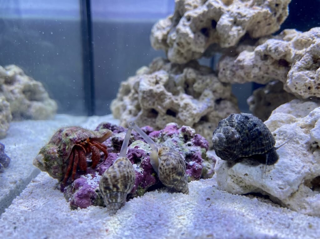 Reef tank cleanup crew with nassarius snails and hermit crab on white sand after cycling