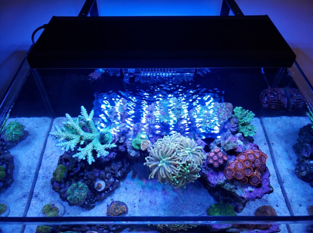 Intense reef LED light casting shimmer over SPS and LPS corals in a reef tank