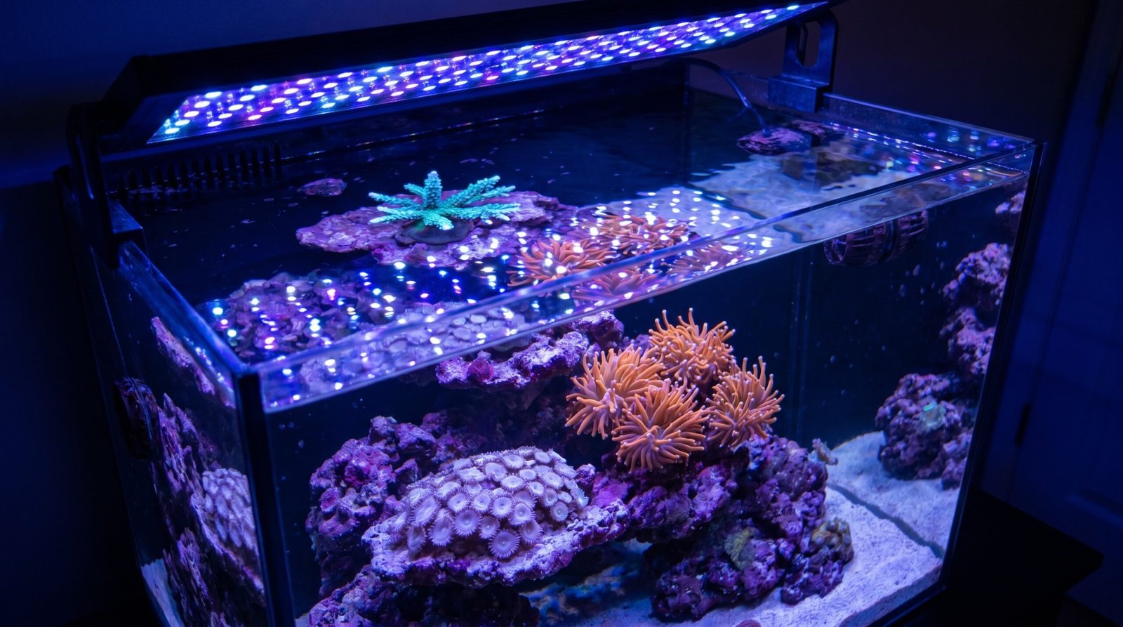 Premium LED fixture casting blue-violet light over a mixed reef tank with corals