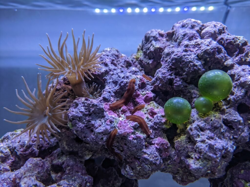 live rock showing aiptasia anemones, red flatworms, and bubble algae in a reef tank