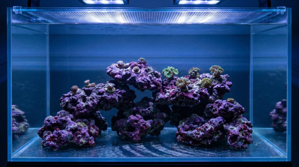 mature reef aquarium aquascape with live rock covered in purple and pink coralline algae