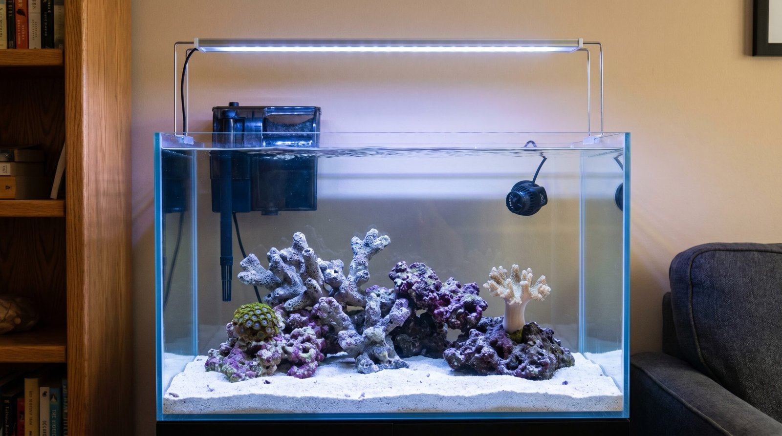 Beginner reef tank setup showing aquascape, early coralline algae, and LED lighting